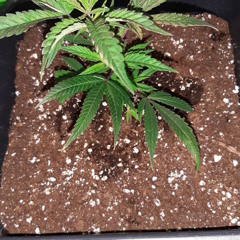 Cherry Punch growlog timeline photo