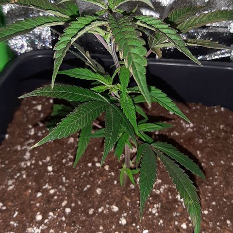 Cherry Punch growlog timeline photo