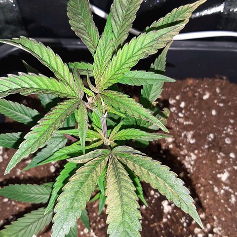 Cherry Punch growlog timeline photo