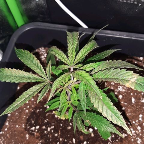 Cherry Punch growlog timeline photo