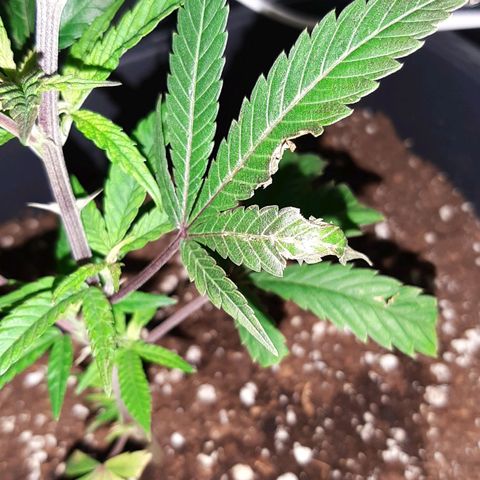 Cherry Punch growlog timeline photo