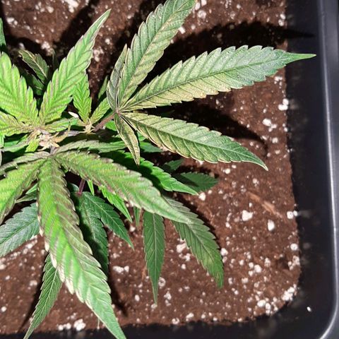 Cherry Punch growlog timeline photo
