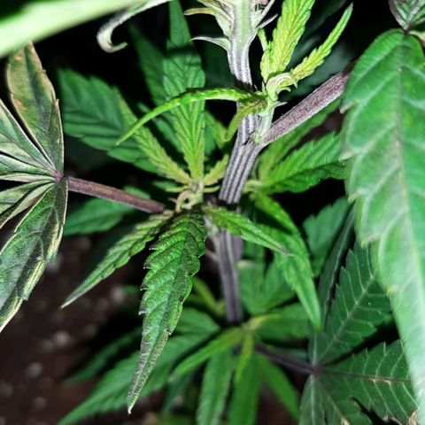 Cherry Punch growlog timeline photo