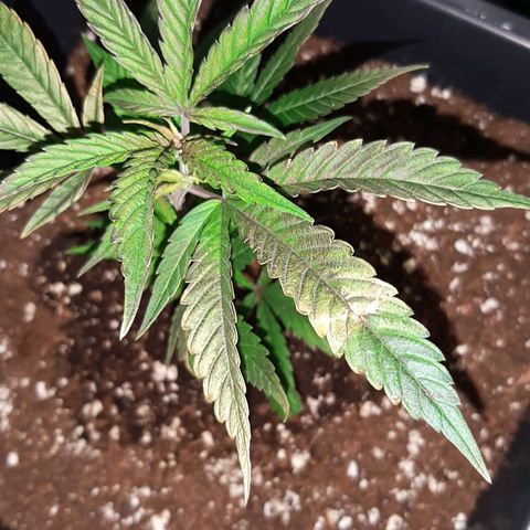 Cherry Punch growlog timeline photo