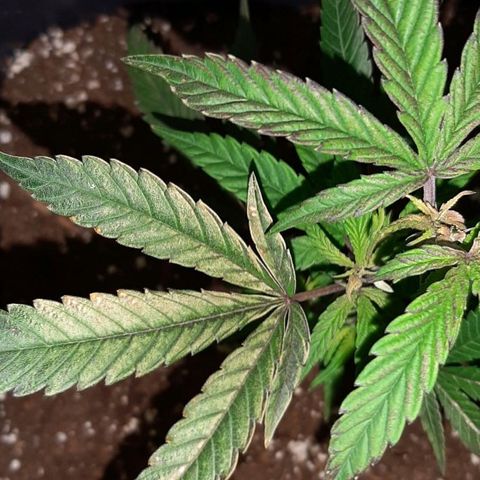 Cherry Punch growlog timeline photo