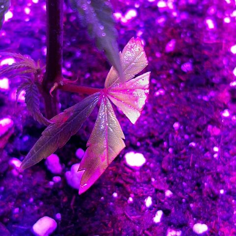 Cherry Punch growlog timeline photo