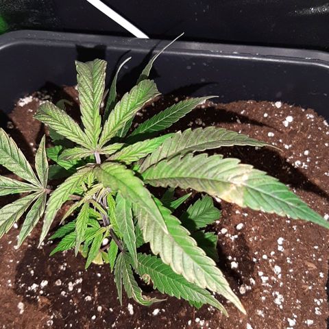 Cherry Punch growlog timeline photo