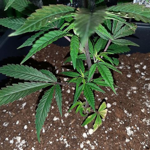 Cherry Punch growlog timeline photo
