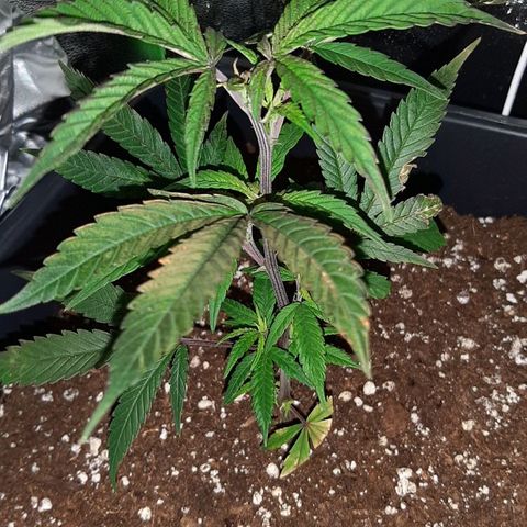 Cherry Punch growlog timeline photo