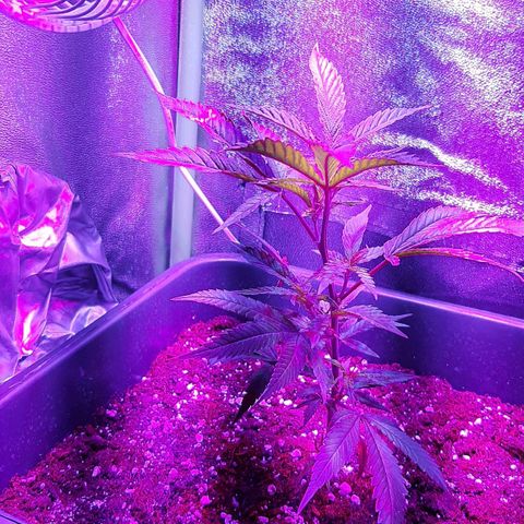 Cherry Punch growlog timeline photo