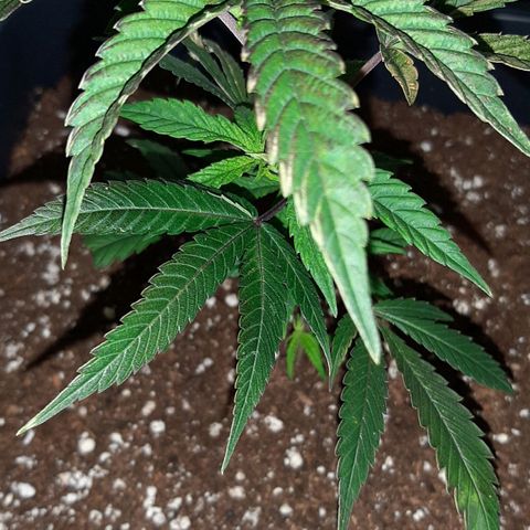 Cherry Punch growlog timeline photo