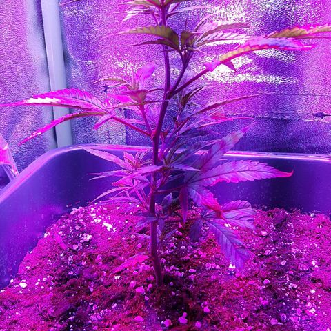 Cherry Punch growlog timeline photo