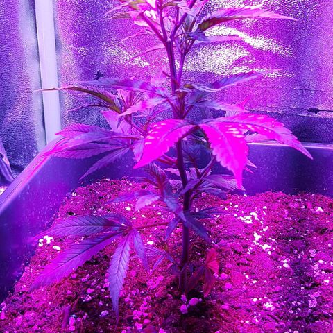 Cherry Punch growlog timeline photo