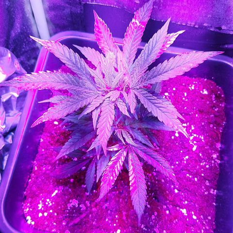 Cherry Punch growlog timeline photo