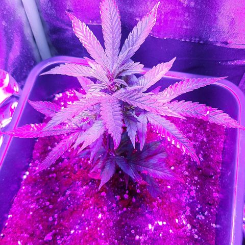 Cherry Punch growlog timeline photo