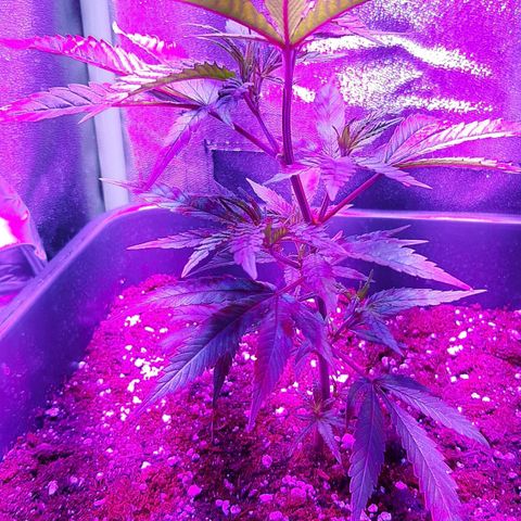 Cherry Punch growlog timeline photo
