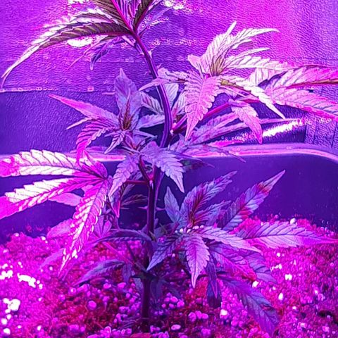 Cherry Punch growlog photo: Ho iniziato a fare un po di stretching per prepararla a fare LST (sabato 12 febbraio)