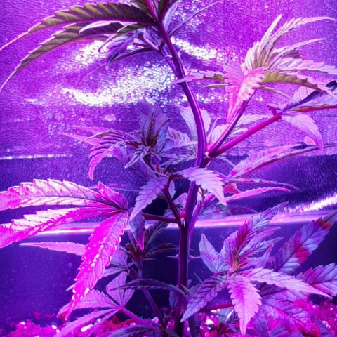 Cherry Punch growlog photo: Ho iniziato a fare un po di stretching per prepararla a fare LST (sabato 12 febbraio)