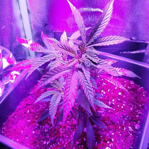 Cherry Punch growlog photo: Ho iniziato a fare un po di stretching per prepararla a fare LST (sabato 12 febbraio)