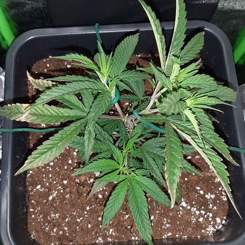Cherry Punch growlog photo: Inizio LST (ore 22.30)