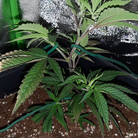 Cherry Punch growlog photo: Inizio LST (ore 22.30)