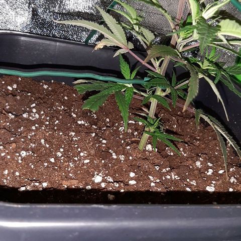 Cherry Punch growlog photo: Inizio LST (ore 22.30)