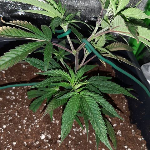 Cherry Punch growlog photo: Inizio LST (ore 22.30)