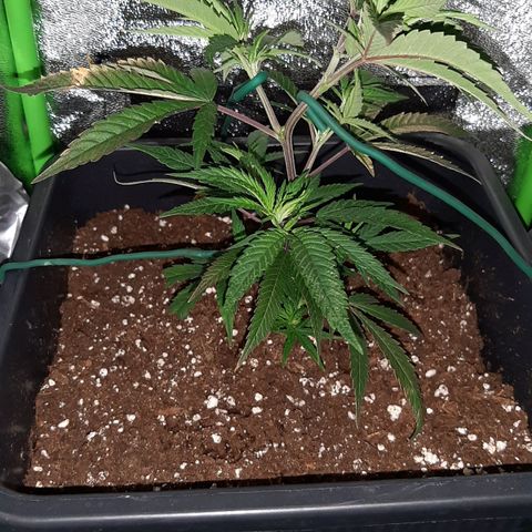 Cherry Punch growlog photo: Inizio LST (ore 22.30)