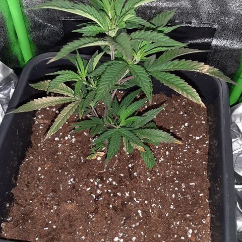 Cherry Punch growlog timeline photo