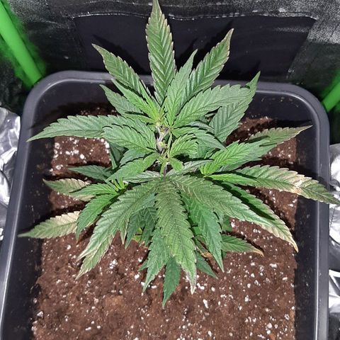 Cherry Punch growlog timeline photo
