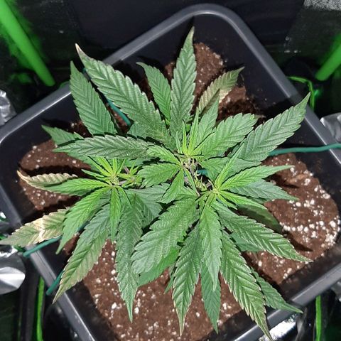 Cherry Punch growlog photo: Le apicali che ho attaccato e piegato ieri, si sono alzate già verso la luce.