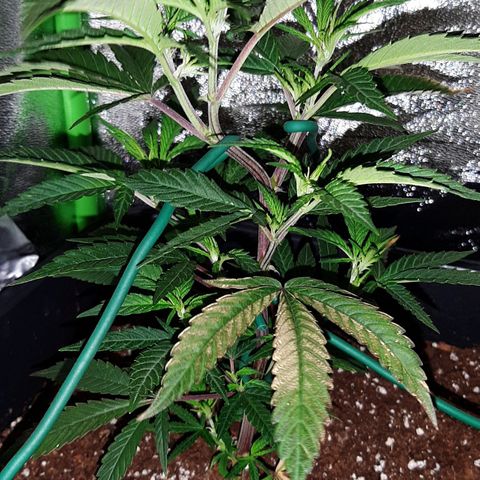 Cherry Punch growlog photo: Le apicali che ho attaccato e piegato ieri, si sono alzate già verso la luce.
