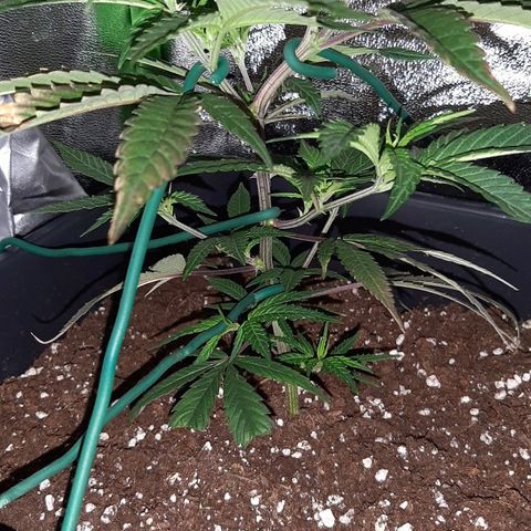 Cherry Punch growlog photo: Le apicali che ho attaccato e piegato ieri, si sono alzate già verso la luce.