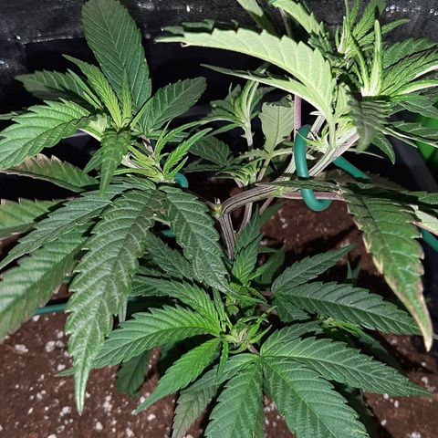 Cherry Punch growlog photo: Quindi le ho tirate e allargete ancora un'altra volta.