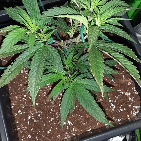 Cherry Punch growlog photo: Quindi le ho tirate e allargete ancora un'altra volta.
