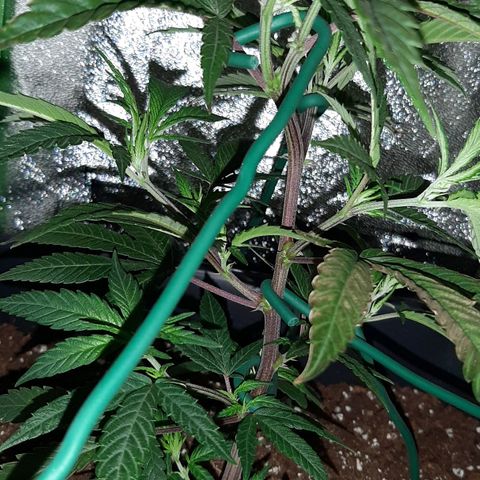 Cherry Punch growlog photo: Quindi le ho tirate e allargete ancora un'altra volta.