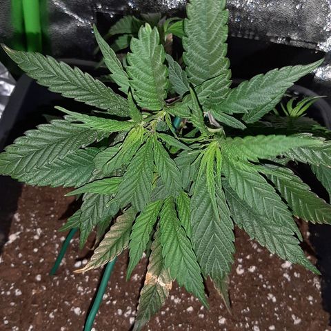 Cherry Punch growlog photo: LST 