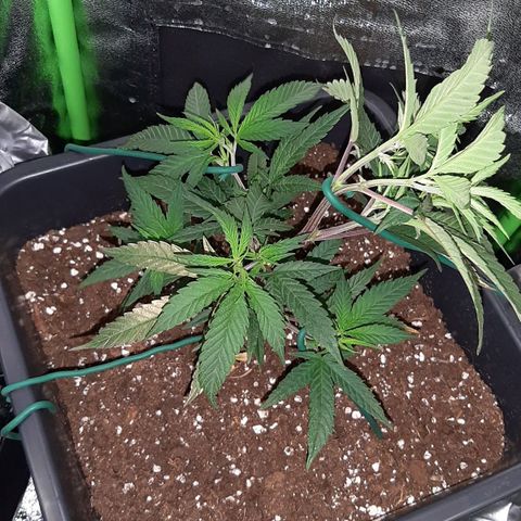Cherry Punch growlog photo: LST 