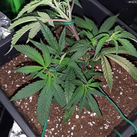 Cherry Punch growlog photo: LST 