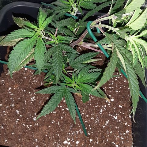Cherry Punch growlog photo: LST 