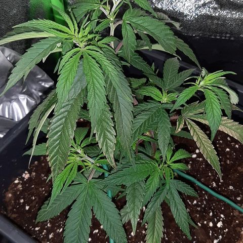 Cherry Punch growlog photo: Stamattina ore 12 abbiamo trovato in questo stato, con alcune foglie abbassate forse per la troppa fertilizzazione di ieri (1 litro).