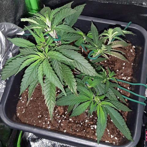 Cherry Punch growlog photo: Ore 20 Serpentina porta buona temperatura + LST visto che la pianta si è ripresa.
