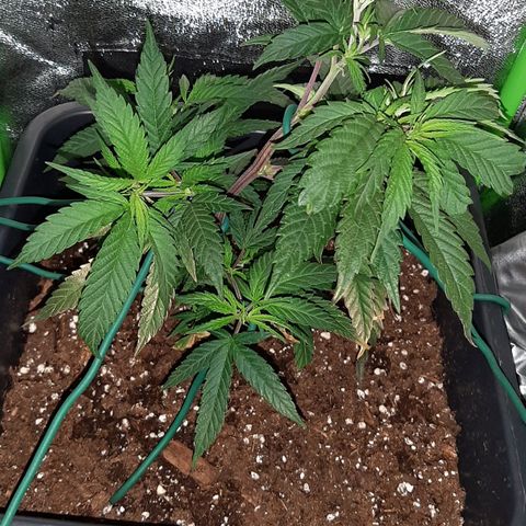 Cherry Punch growlog photo: Ore 20 Serpentina porta buona temperatura + LST visto che la pianta si è ripresa.