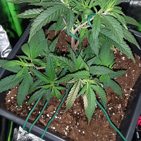 Cherry Punch growlog photo: Ore 20 Serpentina porta buona temperatura + LST visto che la pianta si è ripresa.