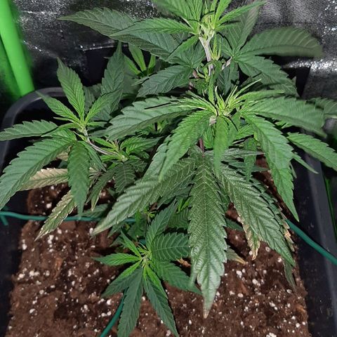 Cherry Punch growlog photo: Ore 20 Serpentina porta buona temperatura + LST visto che la pianta si è ripresa.