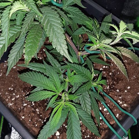 Cherry Punch growlog photo: Ore 20 Serpentina porta buona temperatura + LST visto che la pianta si è ripresa.