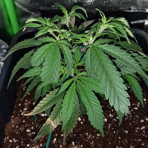 Cherry Punch growlog photo: Stamattina ore 12 abbiamo trovato in questo stato, con alcune foglie abbassate forse per la troppa fertilizzazione di ieri (1 litro).