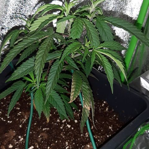Cherry Punch growlog photo: Stamattina ore 12 abbiamo trovato in questo stato, con alcune foglie abbassate forse per la troppa fertilizzazione di ieri (1 litro).