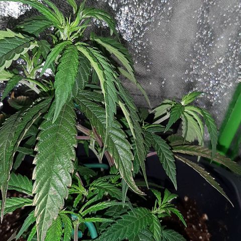 Cherry Punch growlog photo: Stamattina ore 12 abbiamo trovato in questo stato, con alcune foglie abbassate forse per la troppa fertilizzazione di ieri (1 litro).