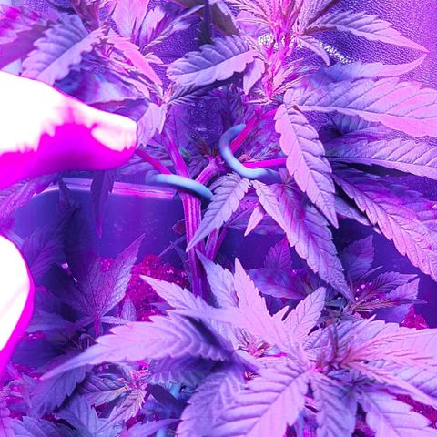 Cherry Punch growlog photo: LST